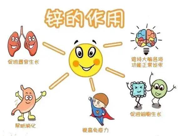 全自動午夜三级视频生產廠家提示人體內的鋅元素有哪些作用？