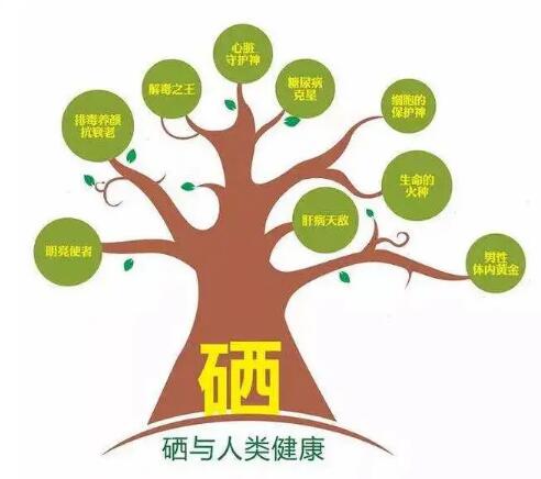 鈣鐵鋅硒檢測儀廠家提示什麽叫有機硒和無機硒？科學補硒看看吧