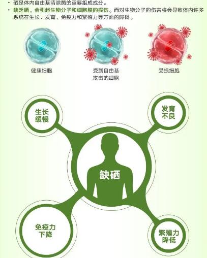 醫用午夜香蕉视频廠家提醒關愛男性健康，硒元素也不能少！